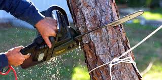 Best Emergency Tree Removal  in Oak Ridge, NJ