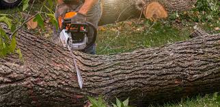 Best Arborist Consultation Services  in Oak Ridge, NJ