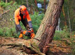 Best Tree Removal  in Oak Ridge, NJ