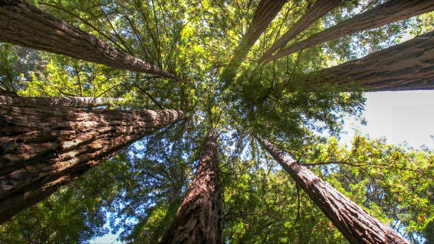 Best Hazardous Tree Removal  in Oak Ridge, NJ