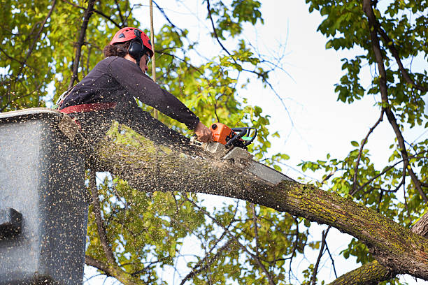Lawn Renovation and Restoration in Oak Ridge, NJ
